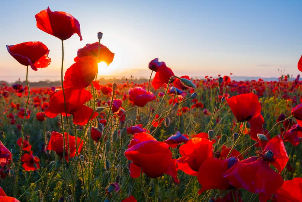 How Red Poppies Became a Symbol of Memorial Day - Excel Marketing